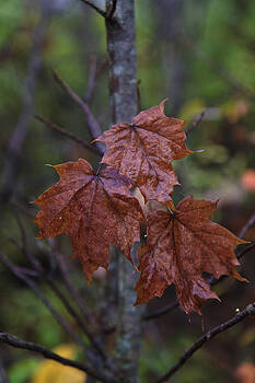 Gary Hall - Bronzed Leaves Gary Hall - Bronzed Leaves