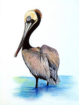 brown-pelican-karin-best.jpg