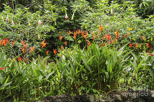 Bob Phillips - Brugmansia Suaveolens and Heliconia Psitacorum Bob Phillips - Brugmansia Suaveolens and Heliconia Psitacorum