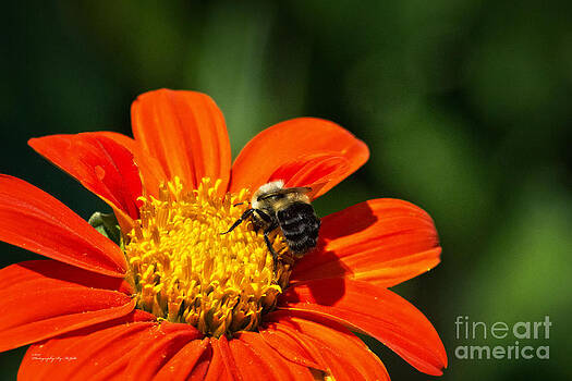Ms Judi - Bumble Bee 009 Ms Judi - Bumble Bee 009