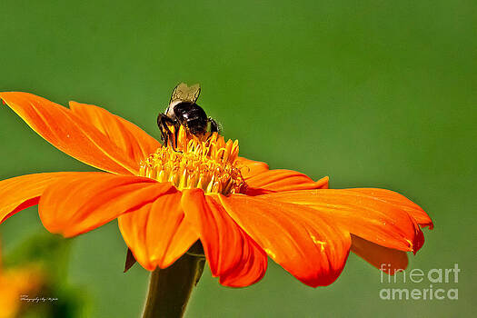 Ms Judi - Bumble Bee III Ms Judi - Bumble Bee III