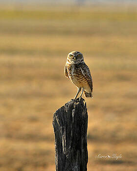 Karen Slagle - Burrowing Owl Karen Slagle - Burrowing Owl