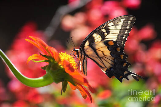 Jill Lang - Butterfly on Orange Sunflower Jill Lang - Butterfly on Orange Sunflower