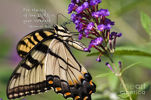 Jill Lang - Butterfly Scripture Jill Lang - Butterfly Scripture