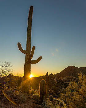 Chris Bordeleau - Cactus Salida del sol Chris Bordeleau - Cactus Salida del sol