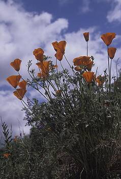 Don Kreuter - California Poppies Don Kreuter - California Poppies