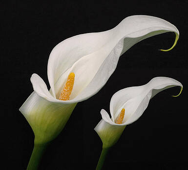 Wes and Dotty Weber - Calla Lilies Wes and Dotty Weber - Calla Lilies