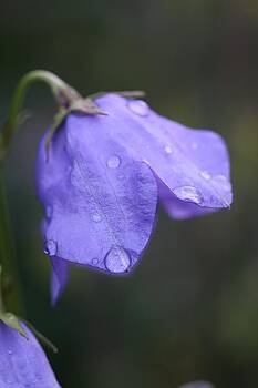 Mark Severn - campanula after the rain Mark Severn - campanula after the rain