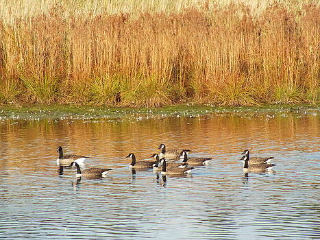 Gene Cyr - Canada Geese in Fall 2 Gene Cyr - Canada Geese in Fall 2