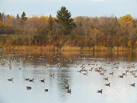Gene Cyr - Canada Geese in Fall 3 Gene Cyr - Canada Geese in Fall 3