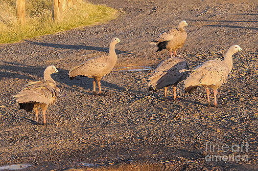 Bob Phillips - Cape Barren Geese Bob Phillips - Cape Barren Geese