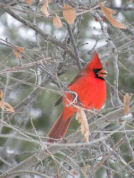 Peggy McDonald - Cardinal in December Peggy McDonald - Cardinal in December