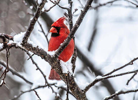 Lara Ellis - Cardinal Snow Scene Lara Ellis - Cardinal Snow Scene