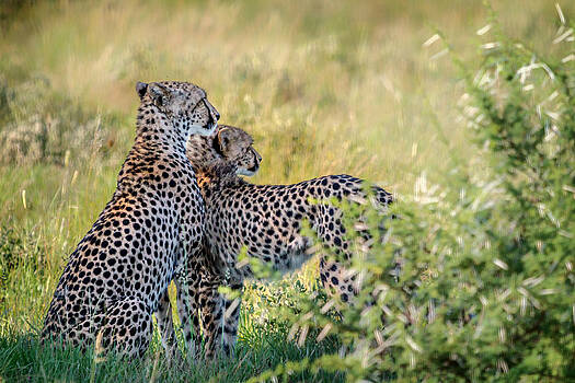 Sylvia J Zarco - Cheetah Mother and Son Sylvia J Zarco - Cheetah Mother and Son