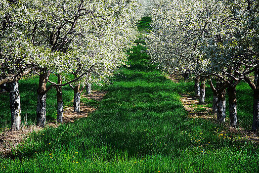 Mary Lee Dereske - Cherry Orchard Morning Mary Lee Dereske - Cherry Orchard Morning