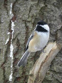 Peggy McDonald - Chickadee Ready Peggy McDonald - Chickadee Ready