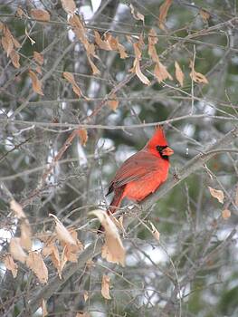 Peggy McDonald - Christmas Cardinal Peggy McDonald - Christmas Cardinal