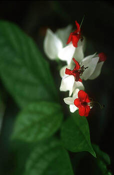Harold E McCray - Christmas Flora Harold E McCray - Christmas Flora