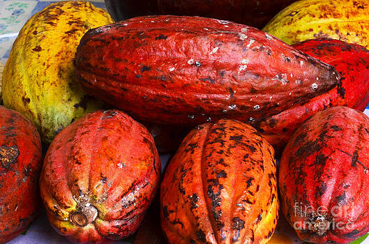 Pravine Chester - Cocoa Pods Pravine Chester - Cocoa Pods