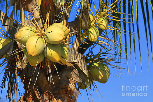 Teresa Zieba - Coconut 2 Teresa Zieba - Coconut 2