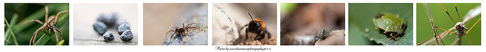 Bruno Rosa - Colage of macro Bruno Rosa - Colage of macro