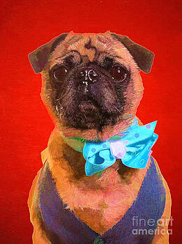 Edward Fielding - Colorful Dapper Pug Edward Fielding - Colorful Dapper Pug