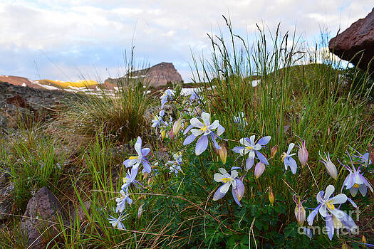 Kate Avery - Columbines and Uncompahgre Peak Kate Avery - Columbines and Uncompahgre Peak