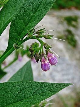 MTBobbins Photography - Comfrey MTBobbins Photography - Comfrey