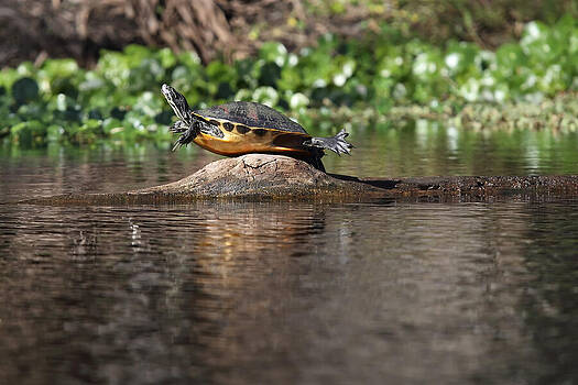 Paul Rebmann - Cooter on Alligator Log Paul Rebmann - Cooter on Alligator Log