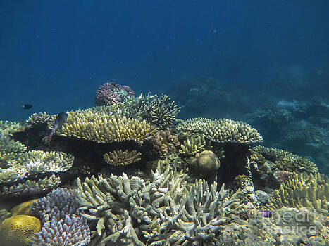 Bob Phillips - Coral Reef Bob Phillips - Coral Reef