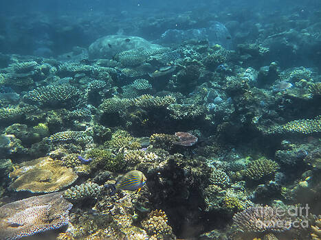 Bob Phillips - Coral Reef Color Bob Phillips - Coral Reef Color