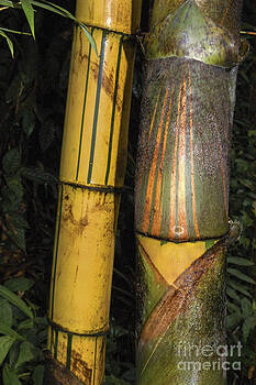 Bob Phillips - Costa Rica Bamboo Bob Phillips - Costa Rica Bamboo