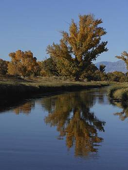 Don Kreuter - Cottonwood Trees and Reflections Don Kreuter - Cottonwood Trees and Reflections