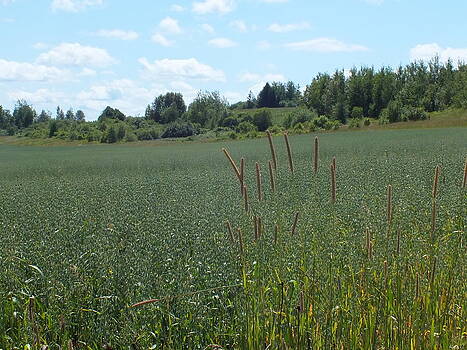 Gene Cyr - County Fields 3 Gene Cyr - County Fields 3