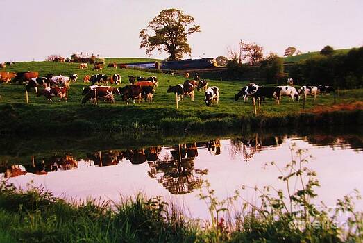 Martin Howard - Cows In The Canal Martin Howard - Cows In The Canal