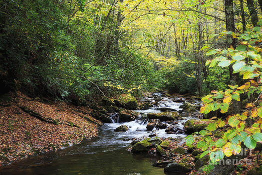 Jill Lang - Creek in the Woods Jill Lang - Creek in the Woods