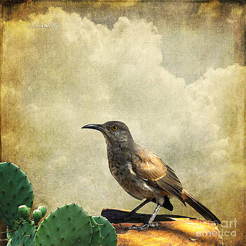 Karen Slagle - Curved Bill Thrasher Karen Slagle - Curved Bill Thrasher