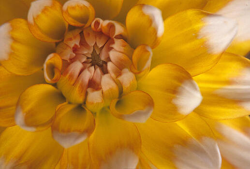 Harold E McCray - Dahlia Harold E McCray - Dahlia