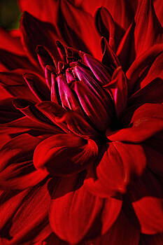 Wes and Dotty Weber - Dahlia Red Wes and Dotty Weber - Dahlia Red