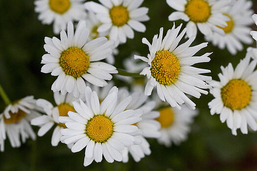 Vernis Maxwell - Daisy Day Vernis Maxwell - Daisy Day