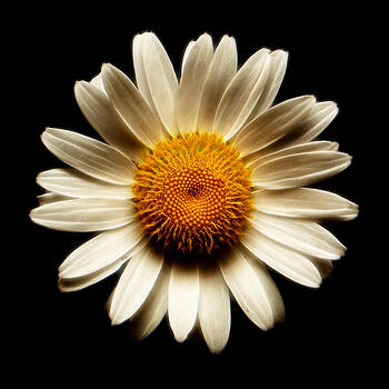 Weston Westmoreland - Daisy on black square fractal Weston Westmoreland - Daisy on black square fractal