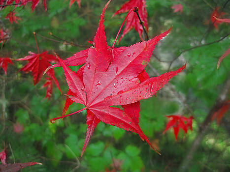 Lara Ellis - Dancing Autumn Leaves Lara Ellis - Dancing Autumn Leaves