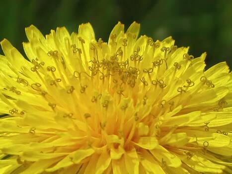MTBobbins Photography - Dandelion Curls MTBobbins Photography - Dandelion Curls