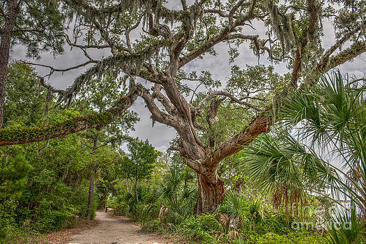 Dale Powell - Daniel Island Live Oak Tree Dale Powell - Daniel Island Live Oak Tree