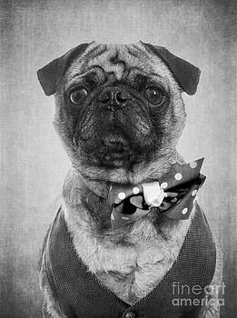 Edward Fielding - Dapper Dog Edward Fielding - Dapper Dog
