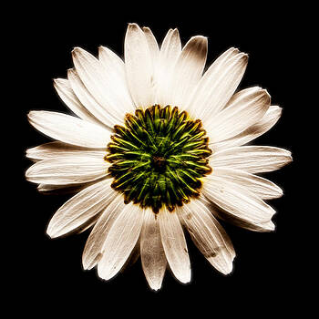 Weston Westmoreland - Dark side of a Daisy Square Fractal Weston Westmoreland - Dark side of a Daisy Square Fractal