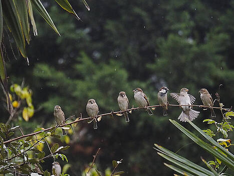 Stephen Barrie - Dawn Chorus Stephen Barrie - Dawn Chorus