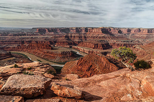 Wes and Dotty Weber - Dead Horse Point Tree Wes and Dotty Weber - Dead Horse Point Tree