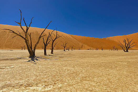 Paul W Sharpe Aka Wizard of Wonders - Dead Trees in Naukluft Park Namib Desert Paul W Sharpe Aka Wizard of Wonders - Dead Trees in Naukluft Park Namib Desert