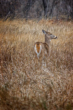 Ray Van Gundy - Deer in Field Ray Van Gundy - Deer in Field